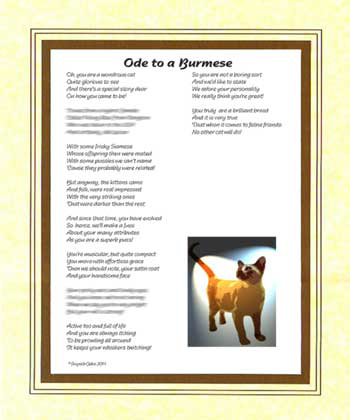 Ode to a Burmese Cat