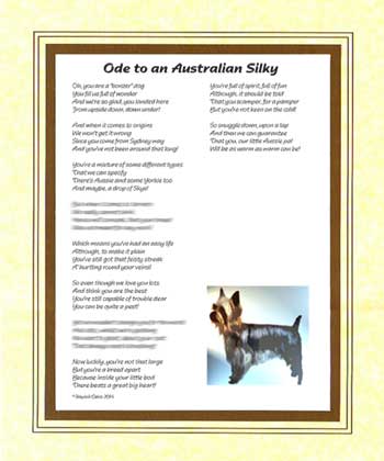 Ode to an Australian Silky