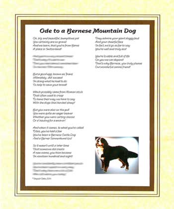 Ode to a Bernese Mountain Dog