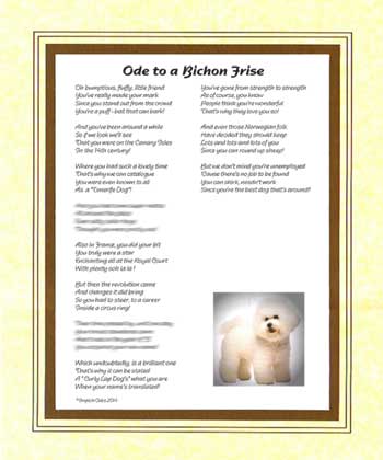 Ode to a Bichon Frise