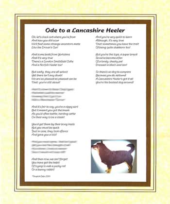 Ode to a Lancashire Heeler