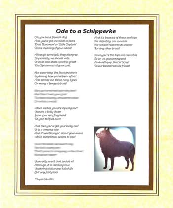 Ode to a Schipperke