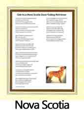 Click Here to View Nova Scotia Duck Tolling Retriever Ode