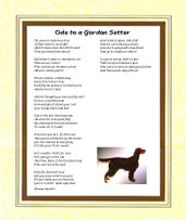 Setter - Gordon - Click here for more details